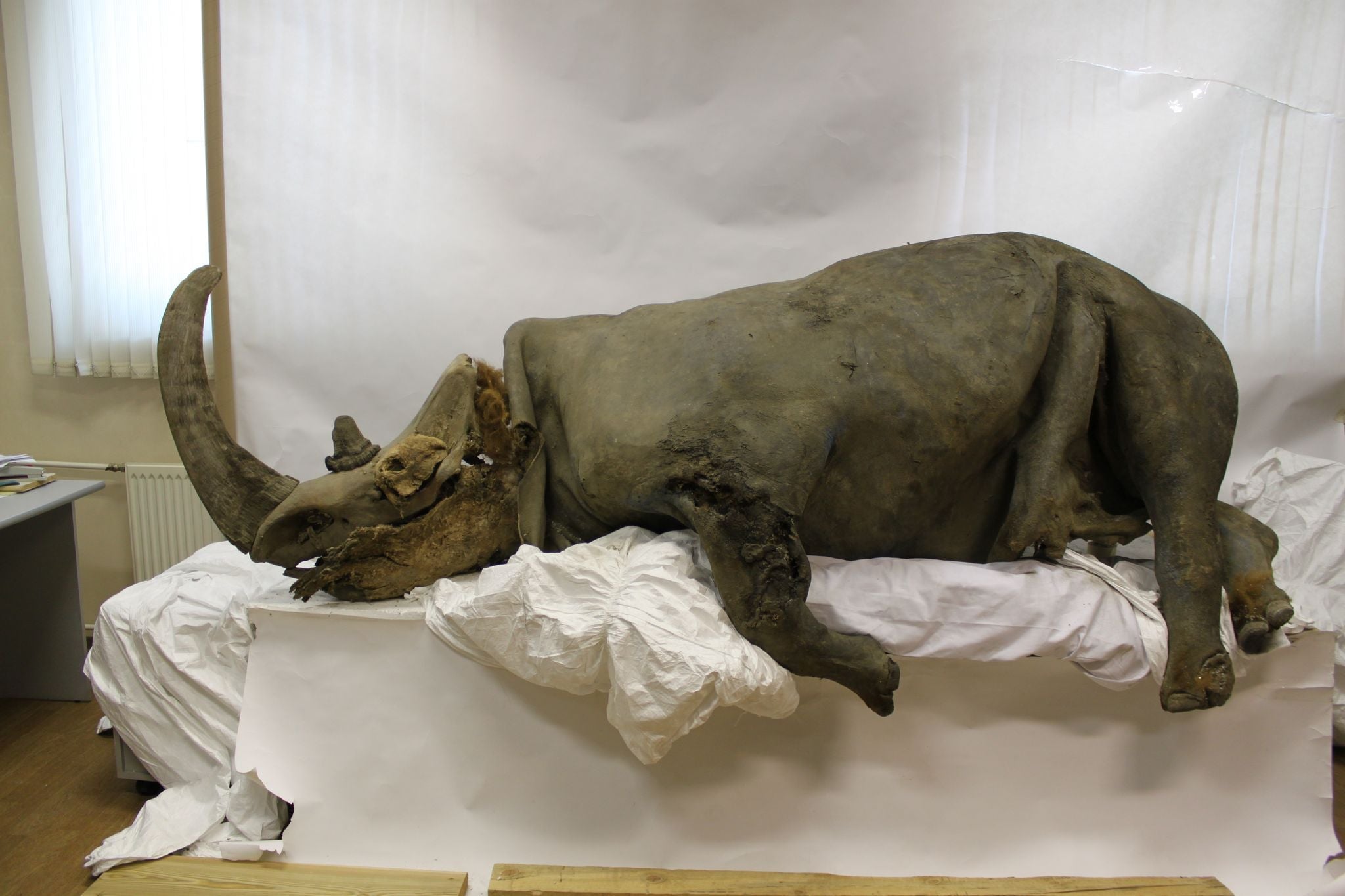 A remarkably well-preserved woolly rhinoceros.