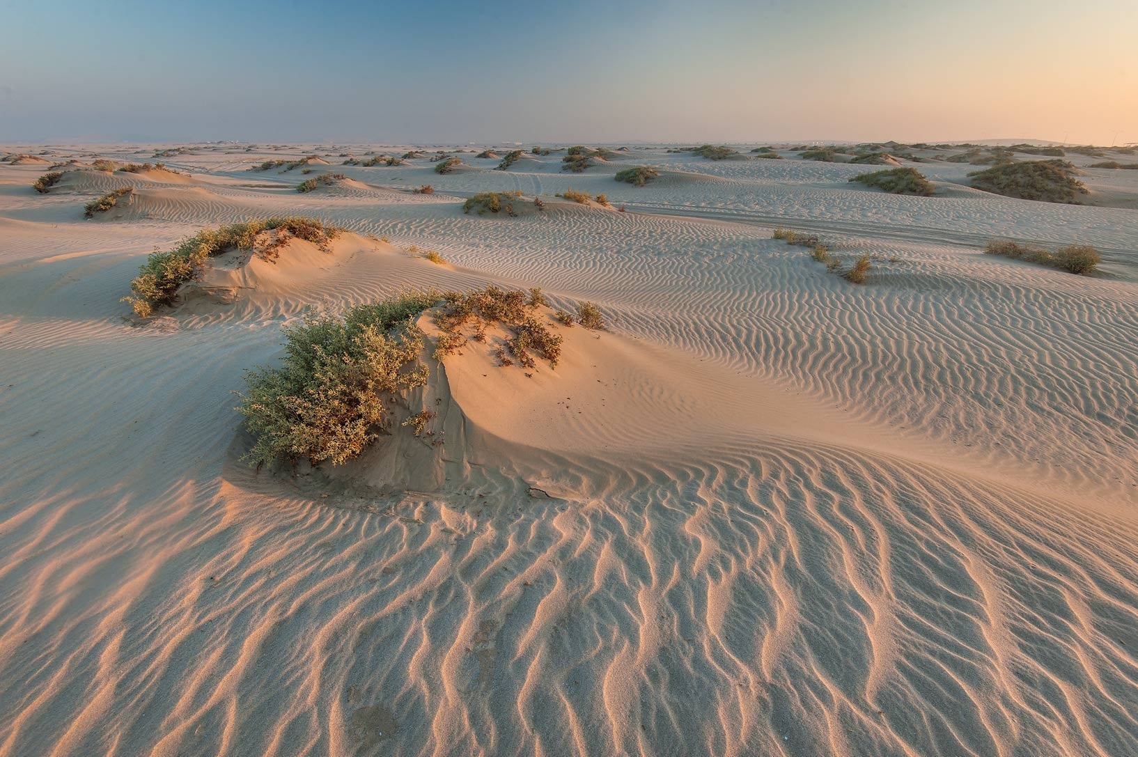 The sandy desert near Mesaieed, Qatar. This is not typically considered prime toad habitat.