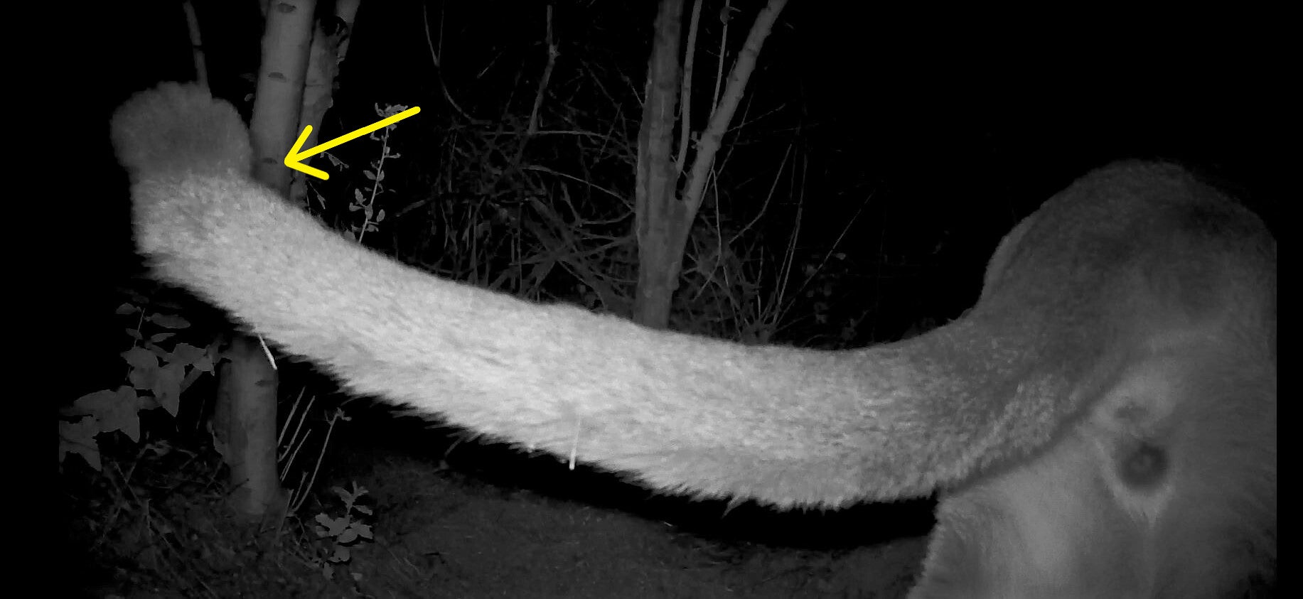 Not a good sign: a kinked tail is evidence of inbreeding and a lack of genetic diversity among cougars. 