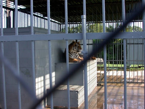 Tony the tiger in a roadside zoo. 