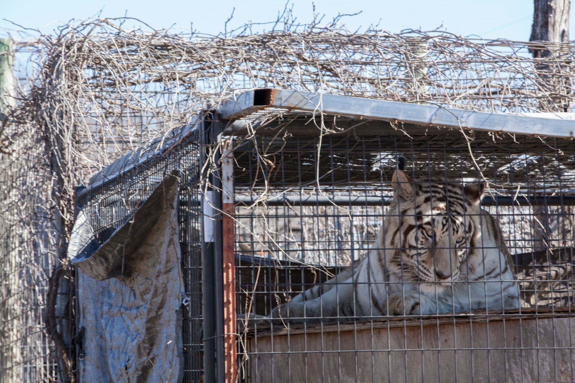 A tiger in Arkansas lived in a small, overgrown cage that was no longer structurally sound before being rescued. With support from IFAW, this tiger was rescued and moved to nearby GFAS accredited sanctuary, Turpentine Creek Wildlife Refuge.