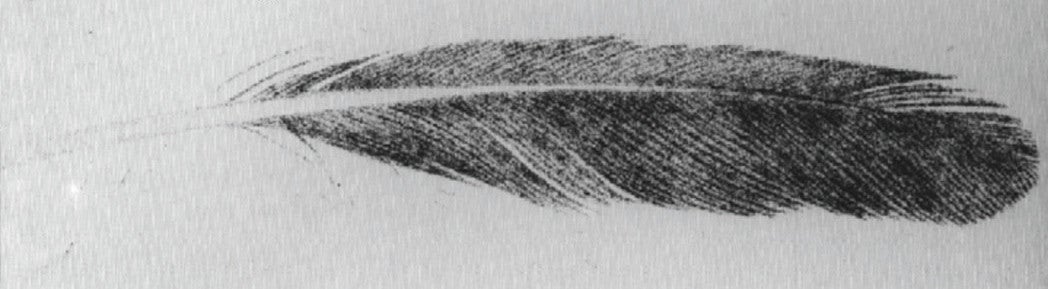 The 1862 drawing of the fossil feather. showing an assumed quill. 