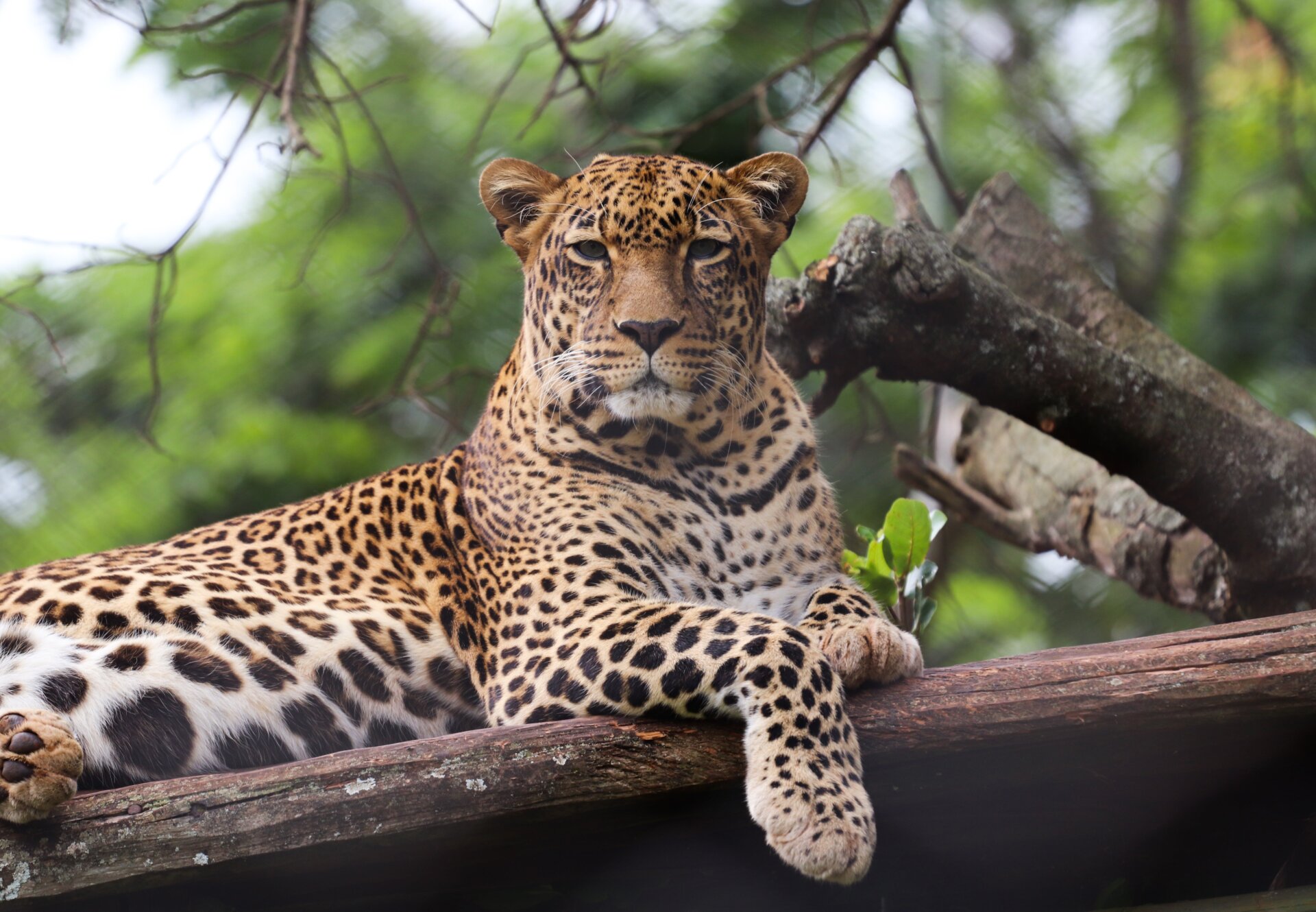 African leopard in captivity.