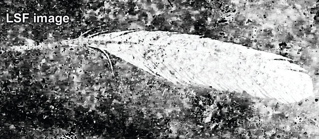 The feather as seen with laser-stimulated fluorescence.