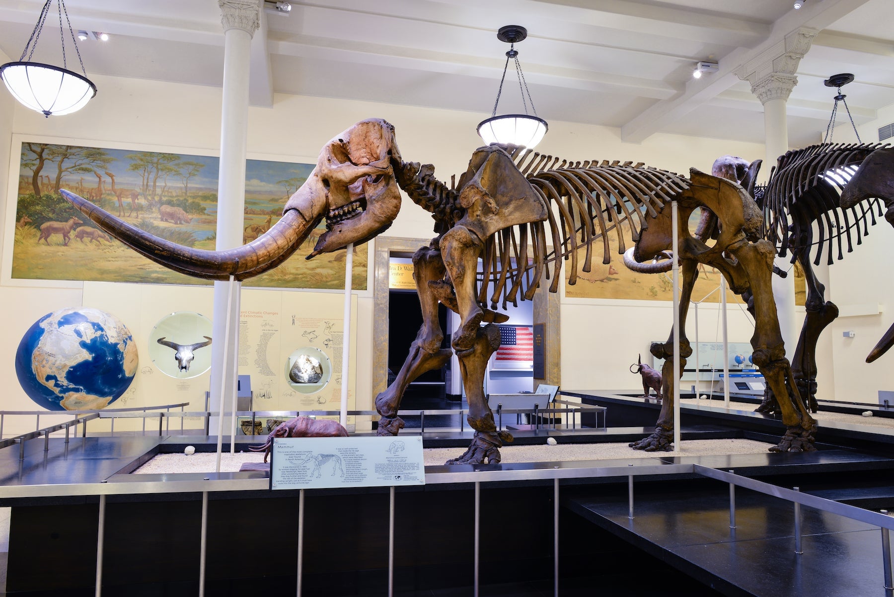 Mastodon fossil on display at the American Museum of Natural History.