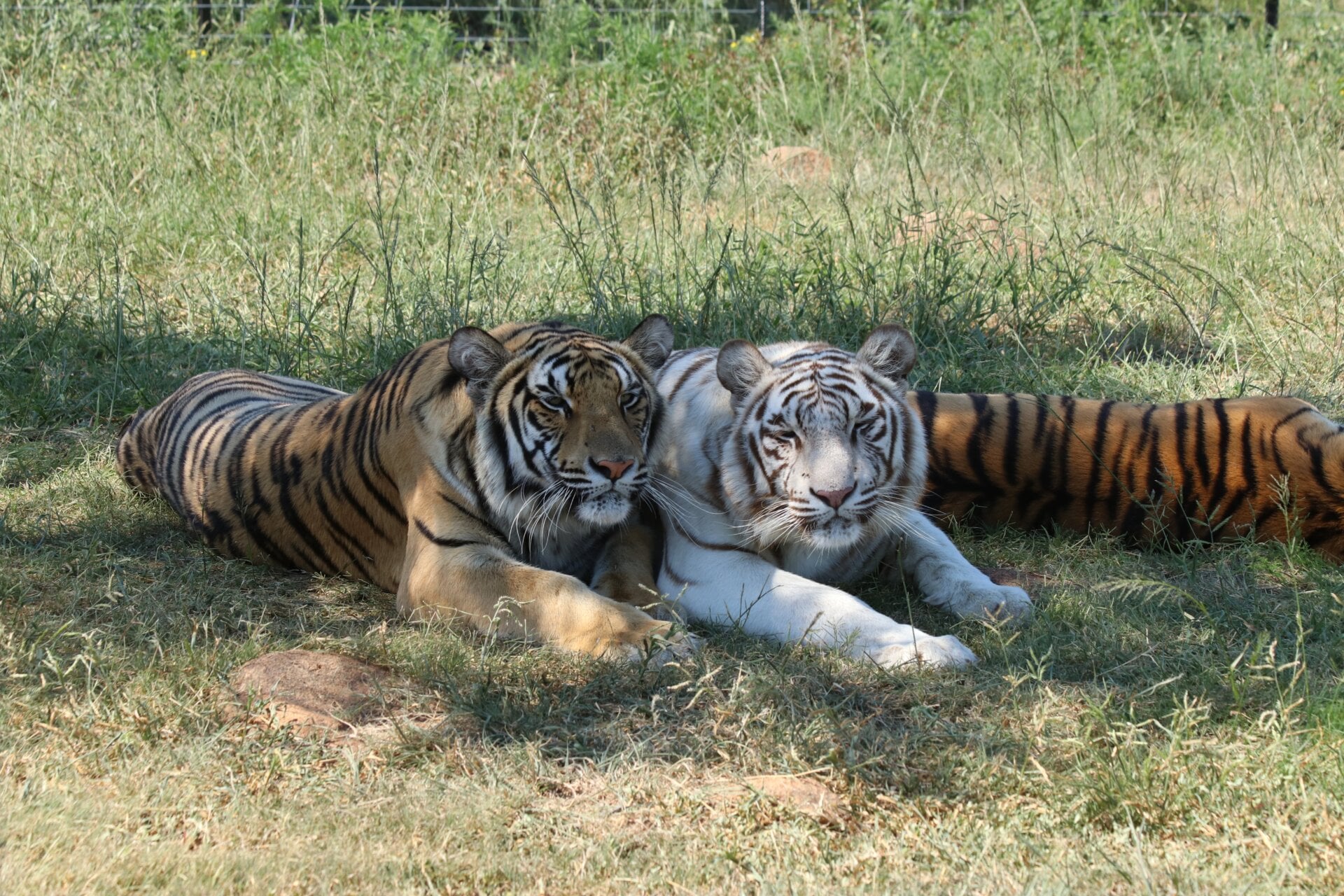 Tigers at a facility offering petting and interactions with big cats.