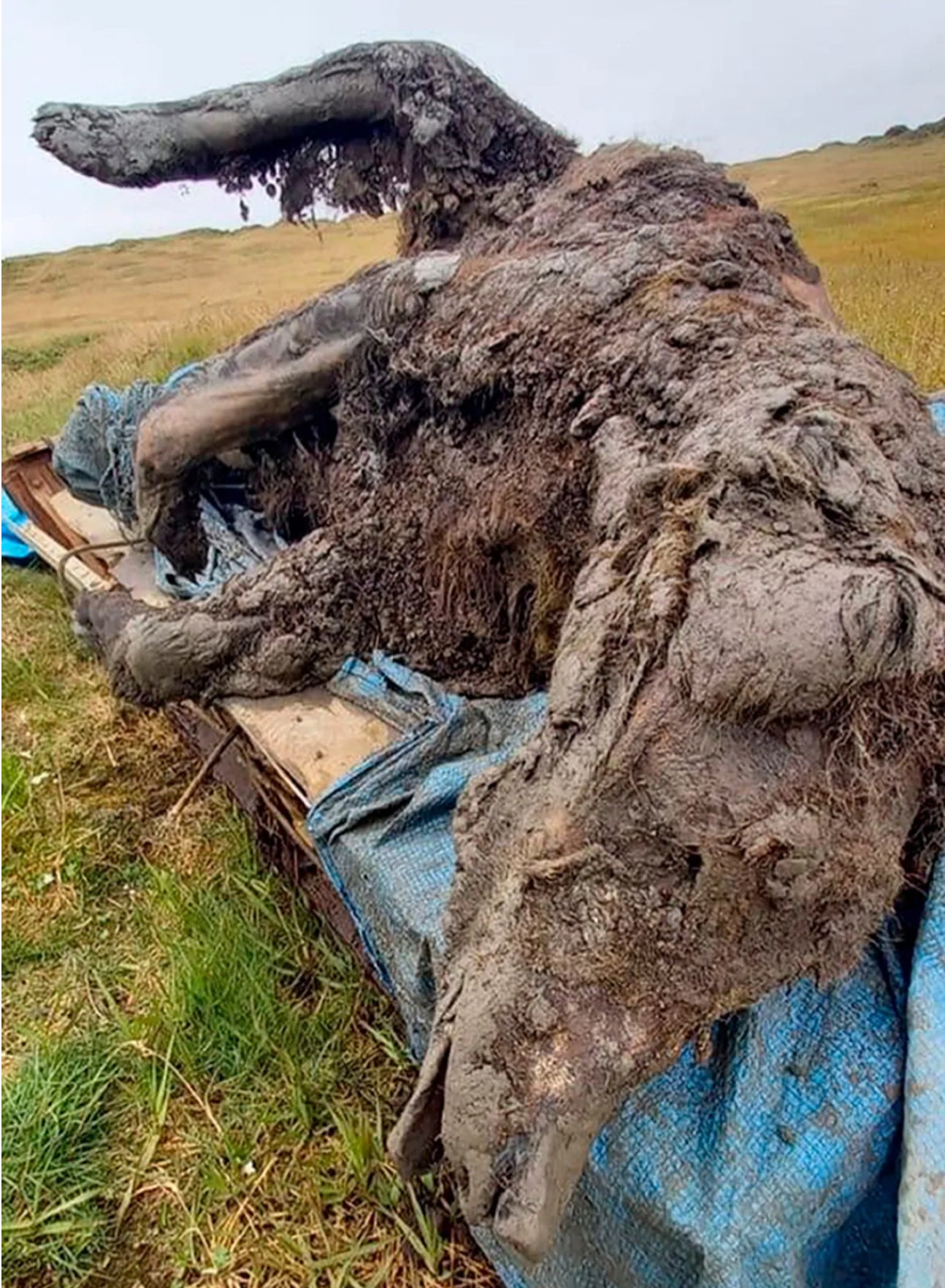 Clumps of fur can still be seen on the immaculately preserved carcass. 