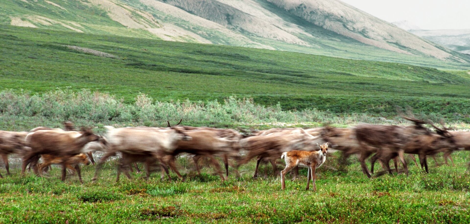 A Porcupine caribou herd calf surrounded by adult caribou on the move.