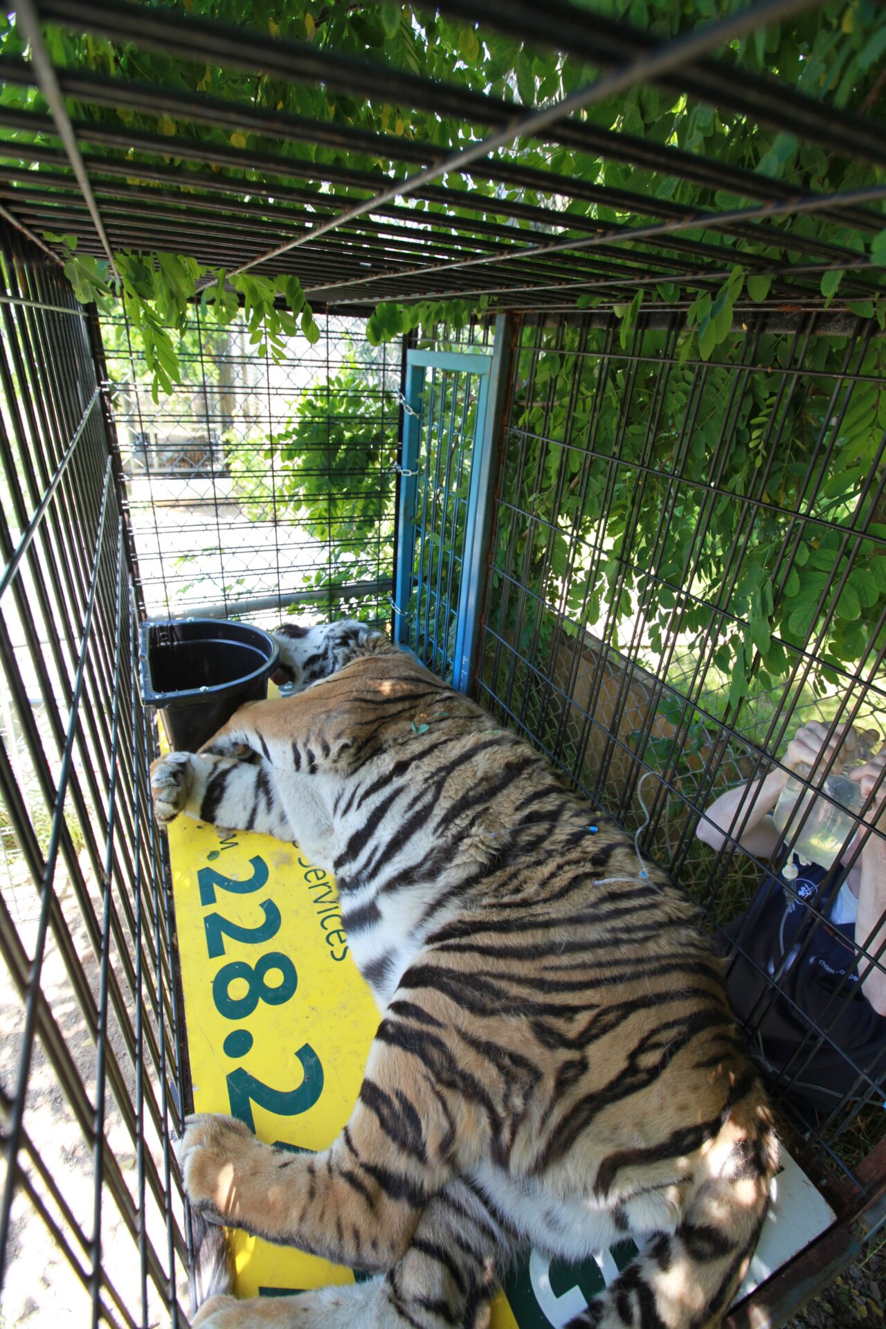 IFAW supported the rescue of 5 tigers and 1 black bear from a failing facility in Ohio to sanctuaries in Nevada and California.
