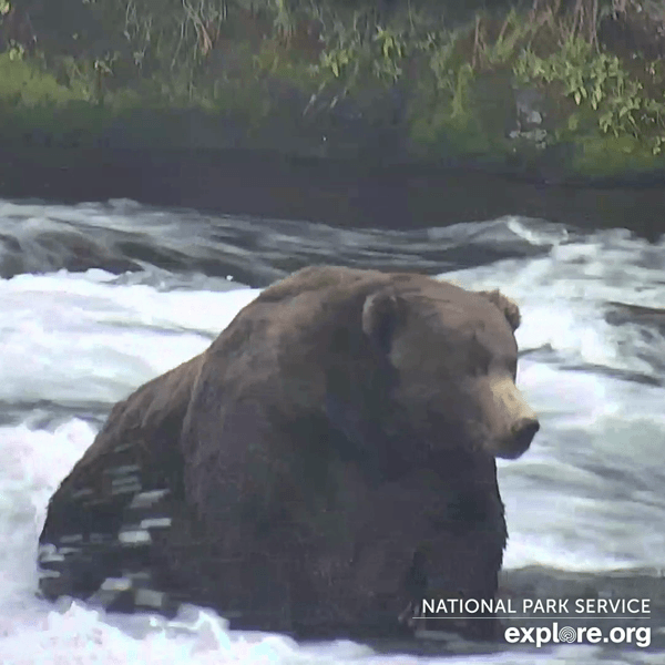 Bear 747, seen above throwing some shade, is a heavyweight contender for Fattest Bear 2020 and Mike Fitz’s personal favorite.