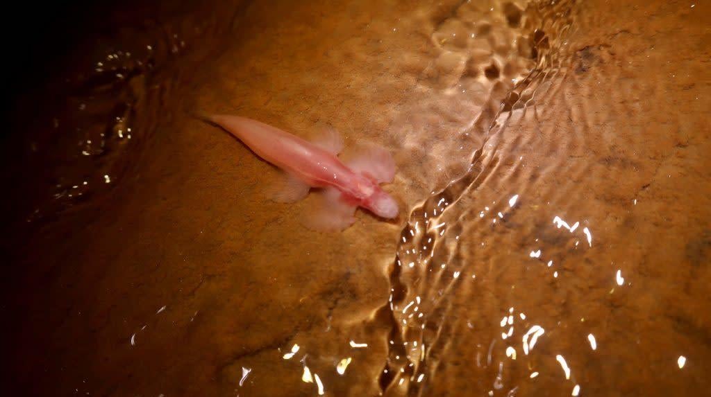 Cryptotora thamicola in the wild.