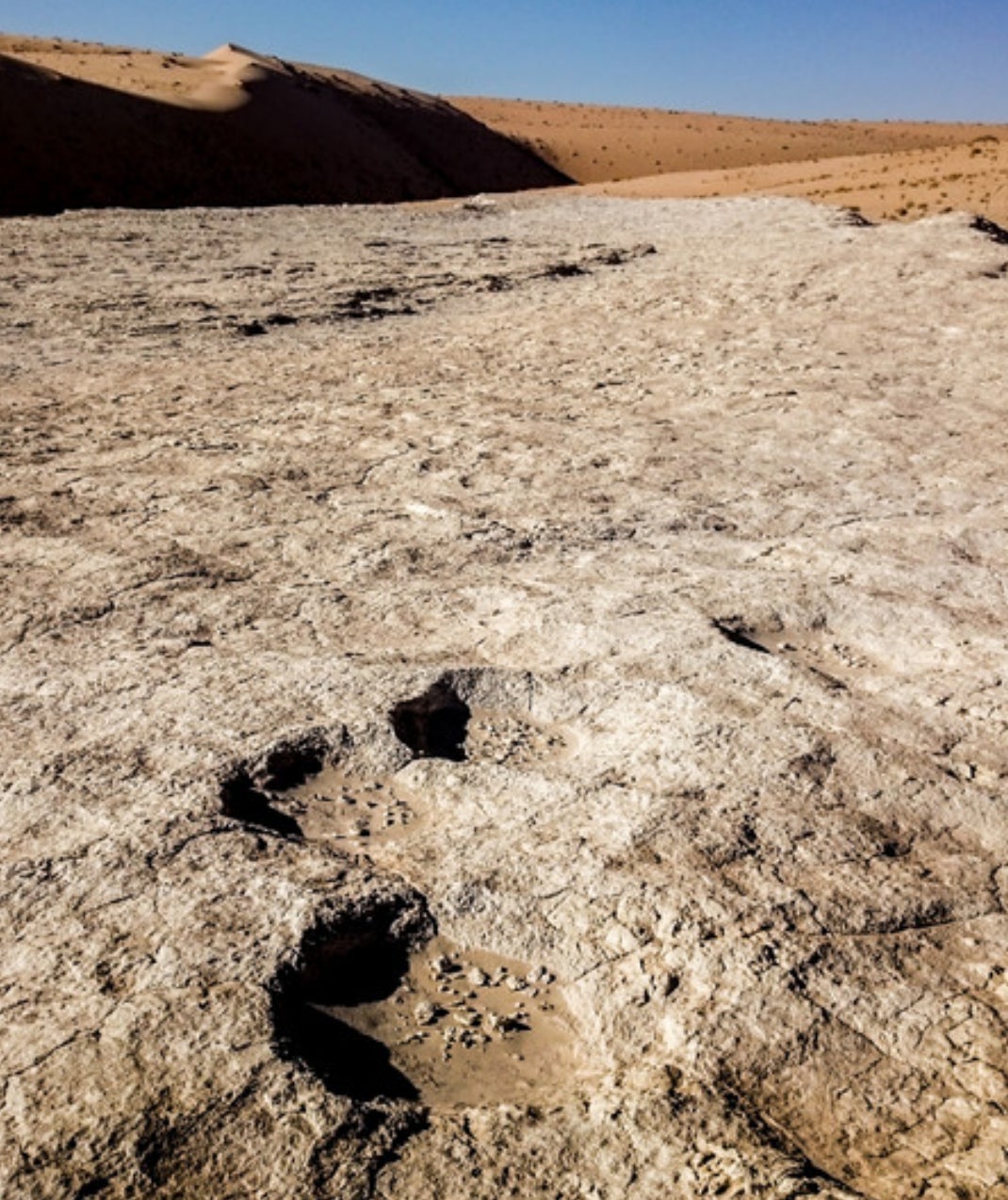 Elephant tracks found at the site. 