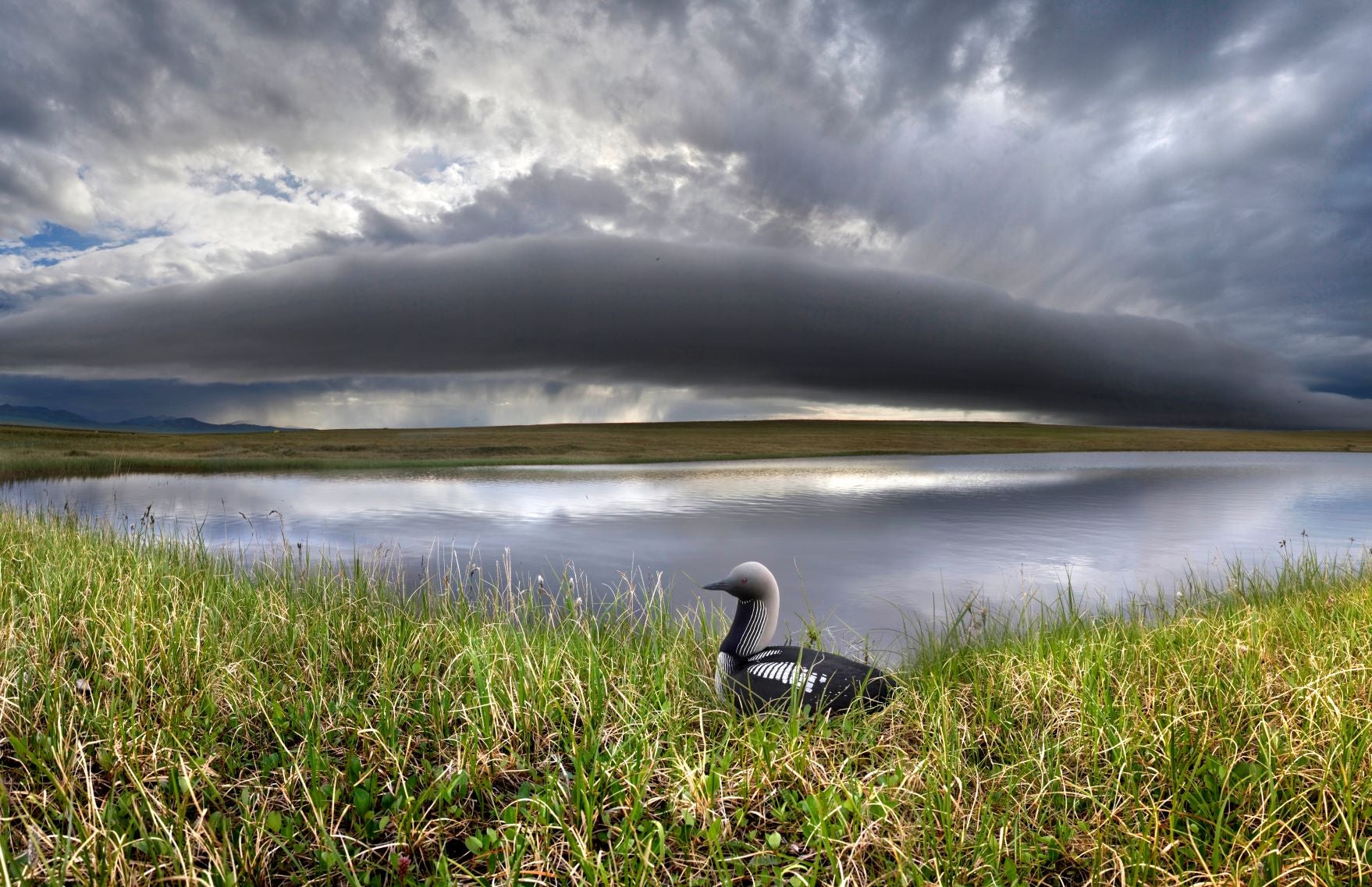 A Pacific loon on the Arctic Refuge.