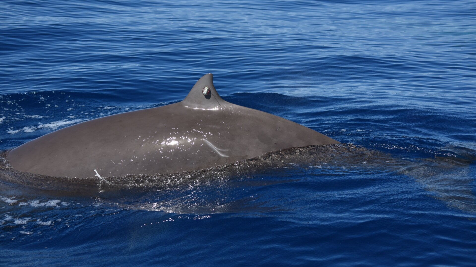 A Cuvier’s beaked whale with a tag on its dorsal fin.