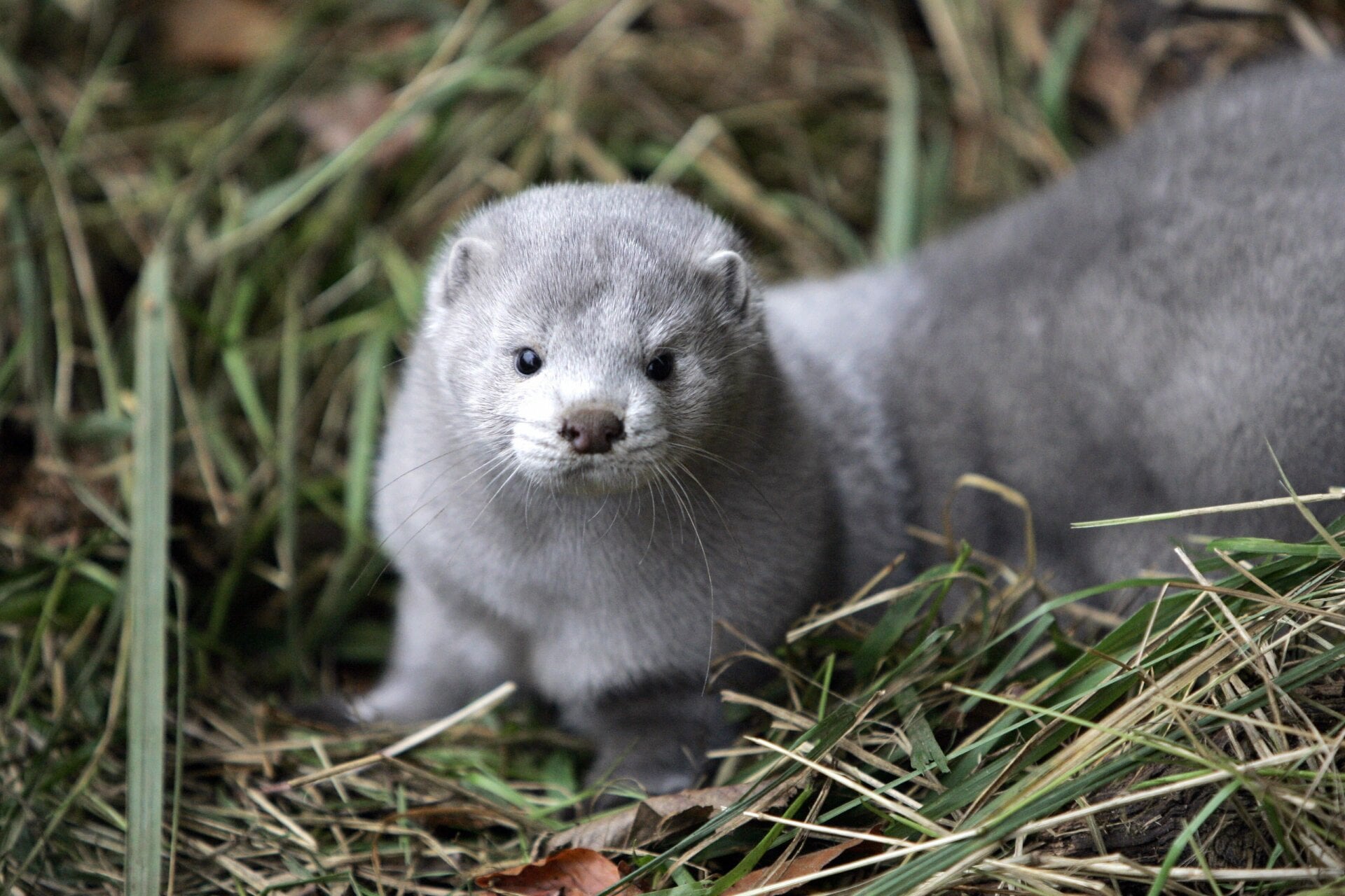 A mink that was released from a breeding facility in the eastern German town of Grabow by an unknown group in October 2007.