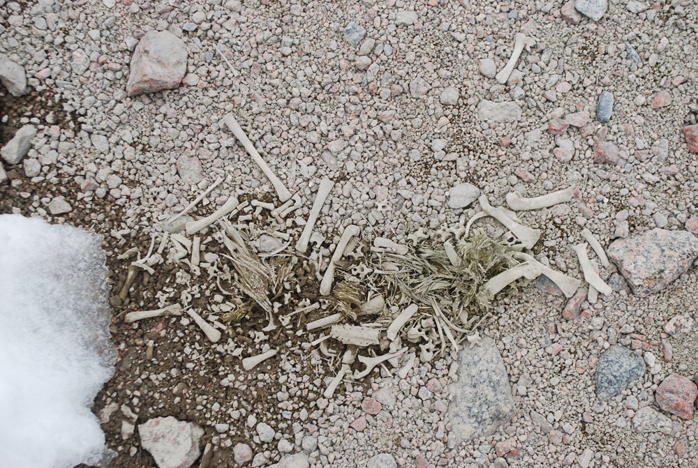 Adélie penguin bones on the surface and an assortment of pebbles, which the birds used to make nests.