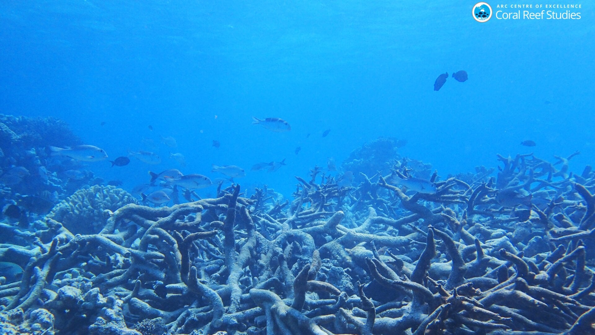 A staghorn coral graveyard.