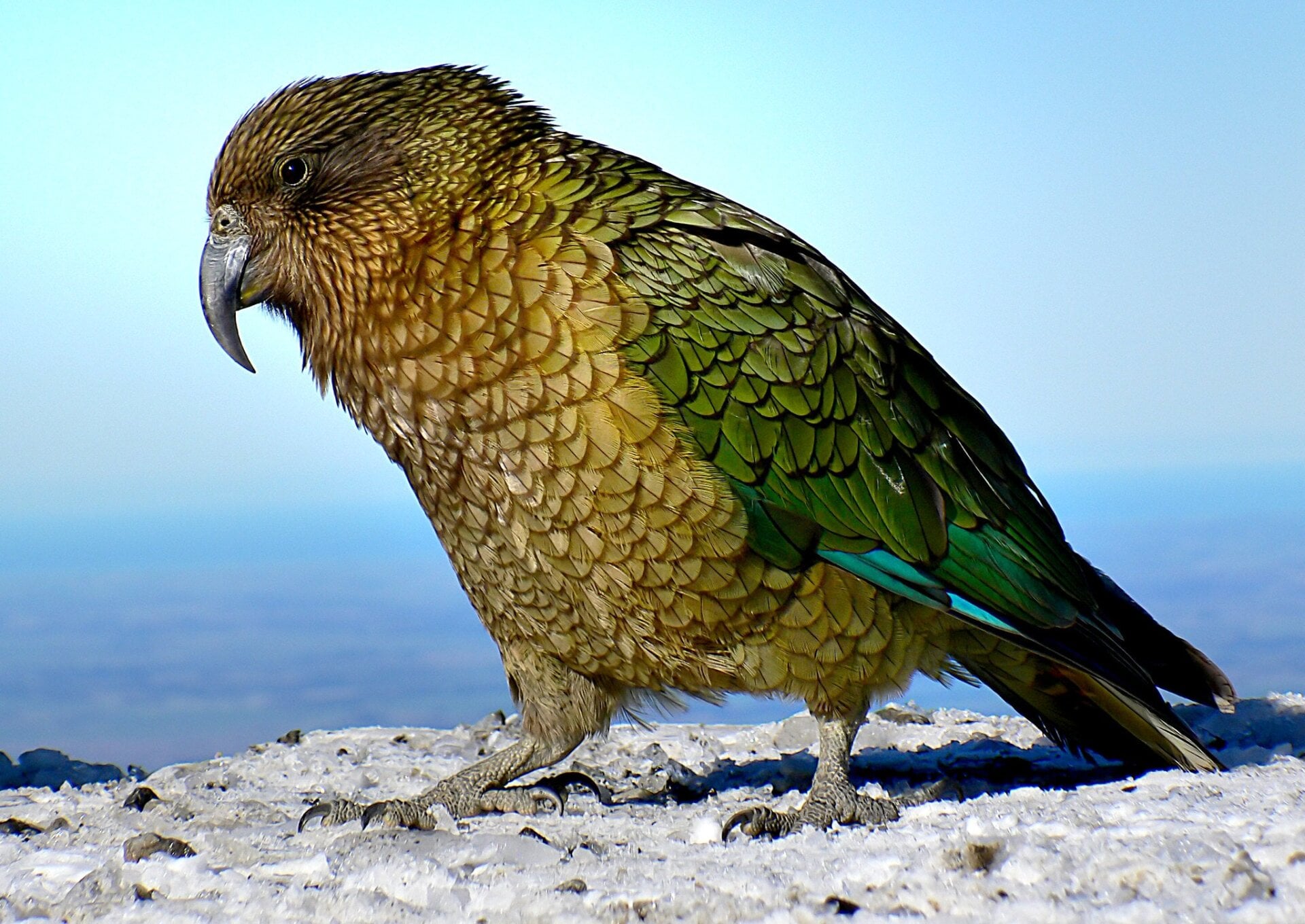The kea (Nestor notabilis)—a large alpine parrot native to New Zealand—is a notoriously intelligent bird.