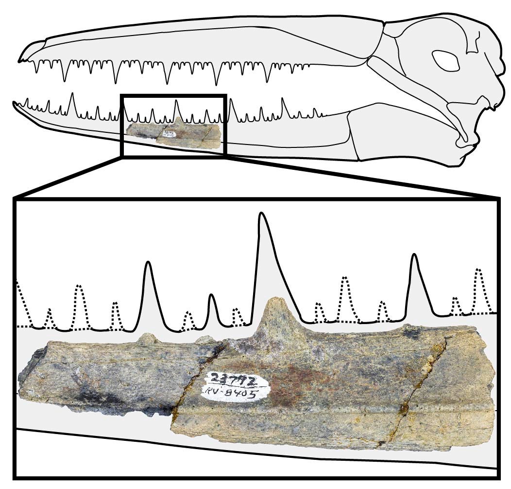 The five-inch segment of fossilized jaw.