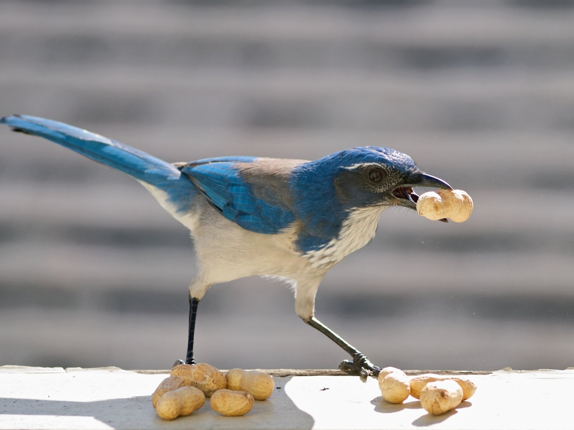 Western scrub jays (Aphelocoma californica) have episodic memory capabilities similar to humans, helping them relocate their many food caches.
