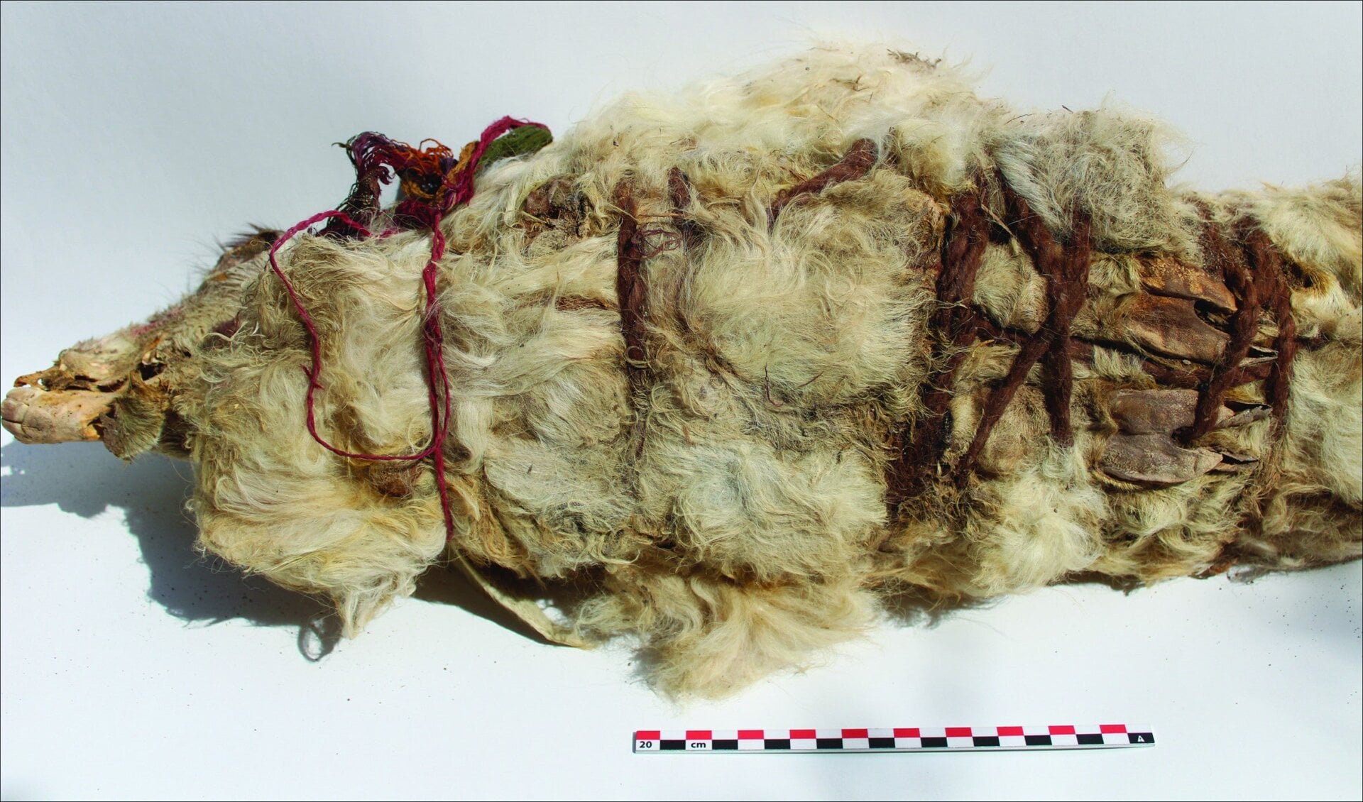 The remains of a white llama found at the site. 
