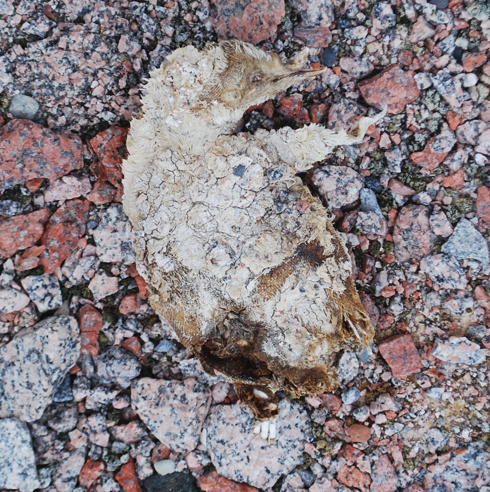 The remains of an ancient penguin chick, with much of its feathers and tissue still intact.