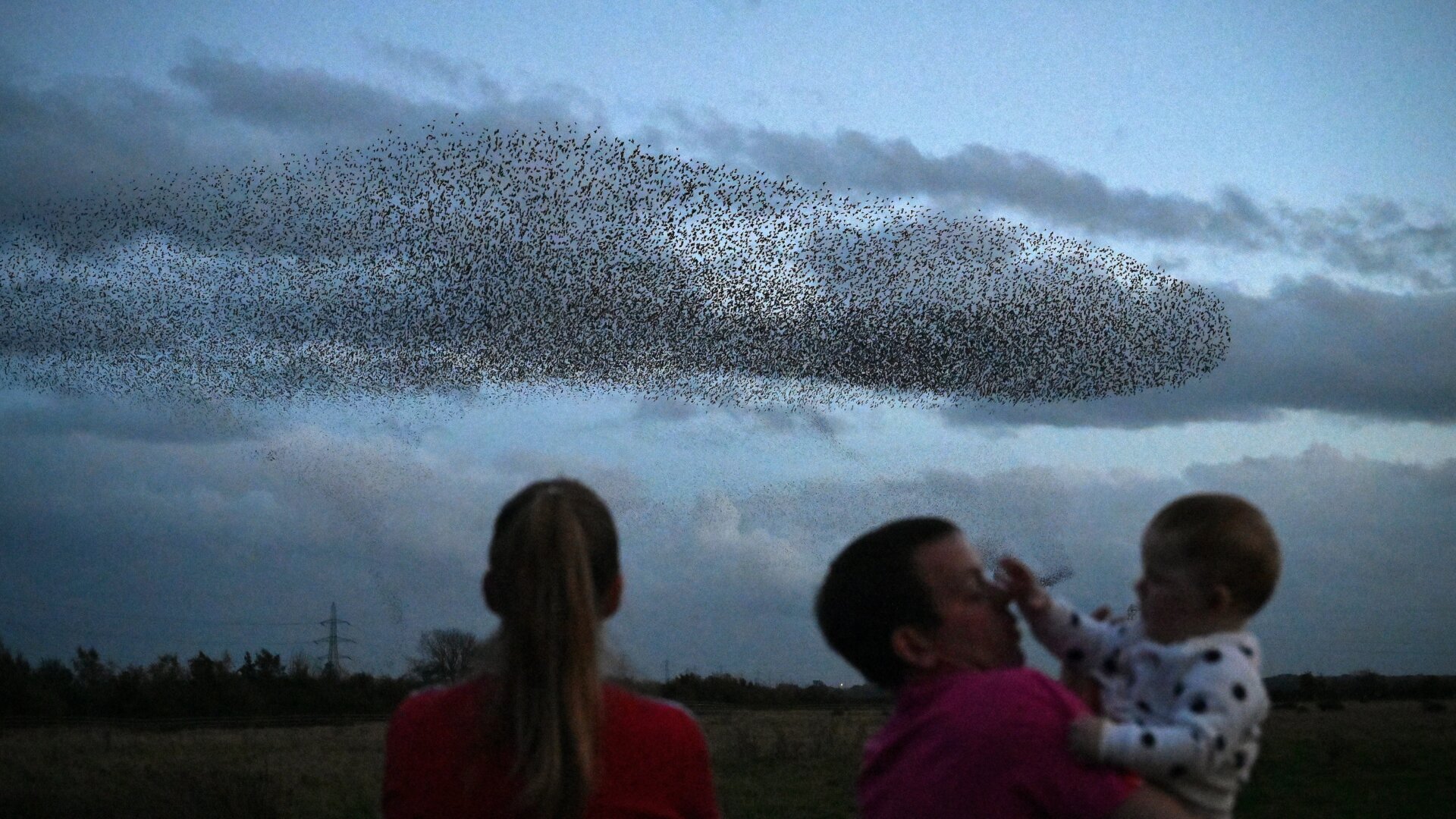 Starlings are actually considered an invasive species in North America. They were introduced in the country by Shakespeare enthusiasts in the 1890s.