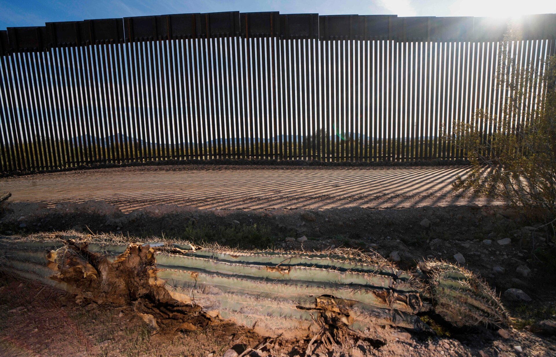 A dead cactus is seen on the ground near the United States-Mexico border wall in Organ Pipe National Park. Construction there has resulted in widespread destruction of natural resources.