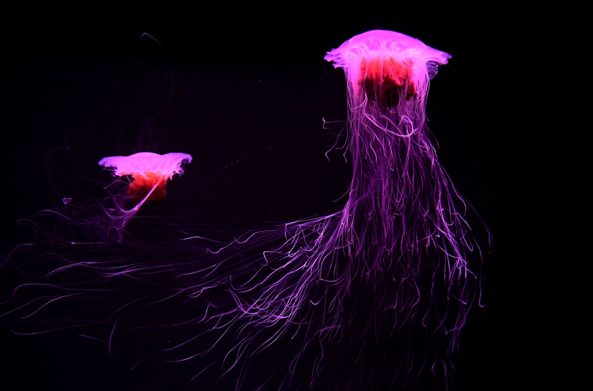 Lovely lion’s mane jellyfish swim in their display tank at Sea Life Melbourne Aqaurium in Melbourne on May 26, 2020.
