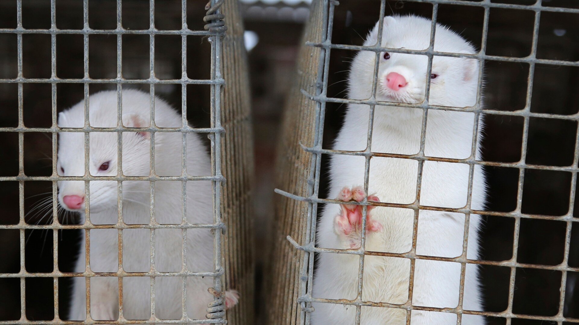 Minks look out of a cage at a fur farm in the village of Litusovo in Belarus.