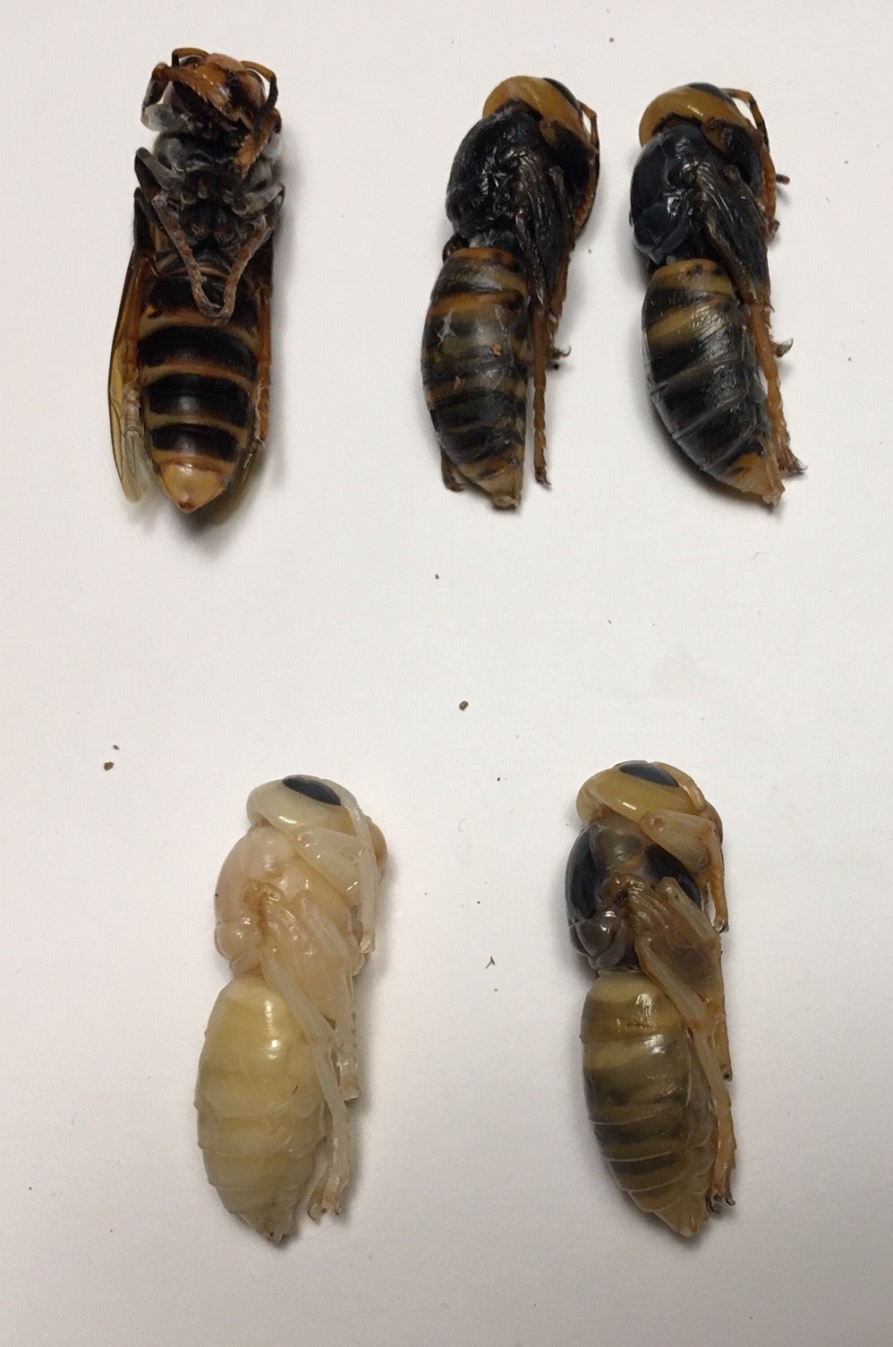 Asian giant hornets from the nest in various stages of pupal development. 