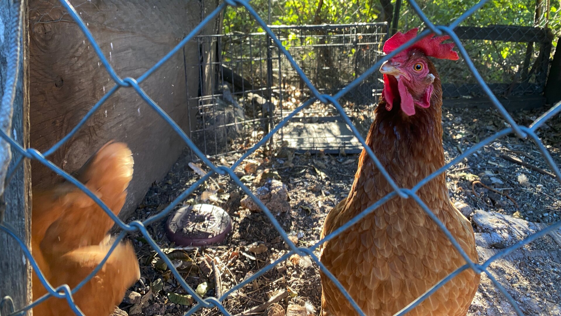 Routers were tested at a distance of 3 feet, 25 feet, 45 feet, and if applicable, 100 feet. This required me to go outside and hunker by the chicken coop. The chickens were not impressed.