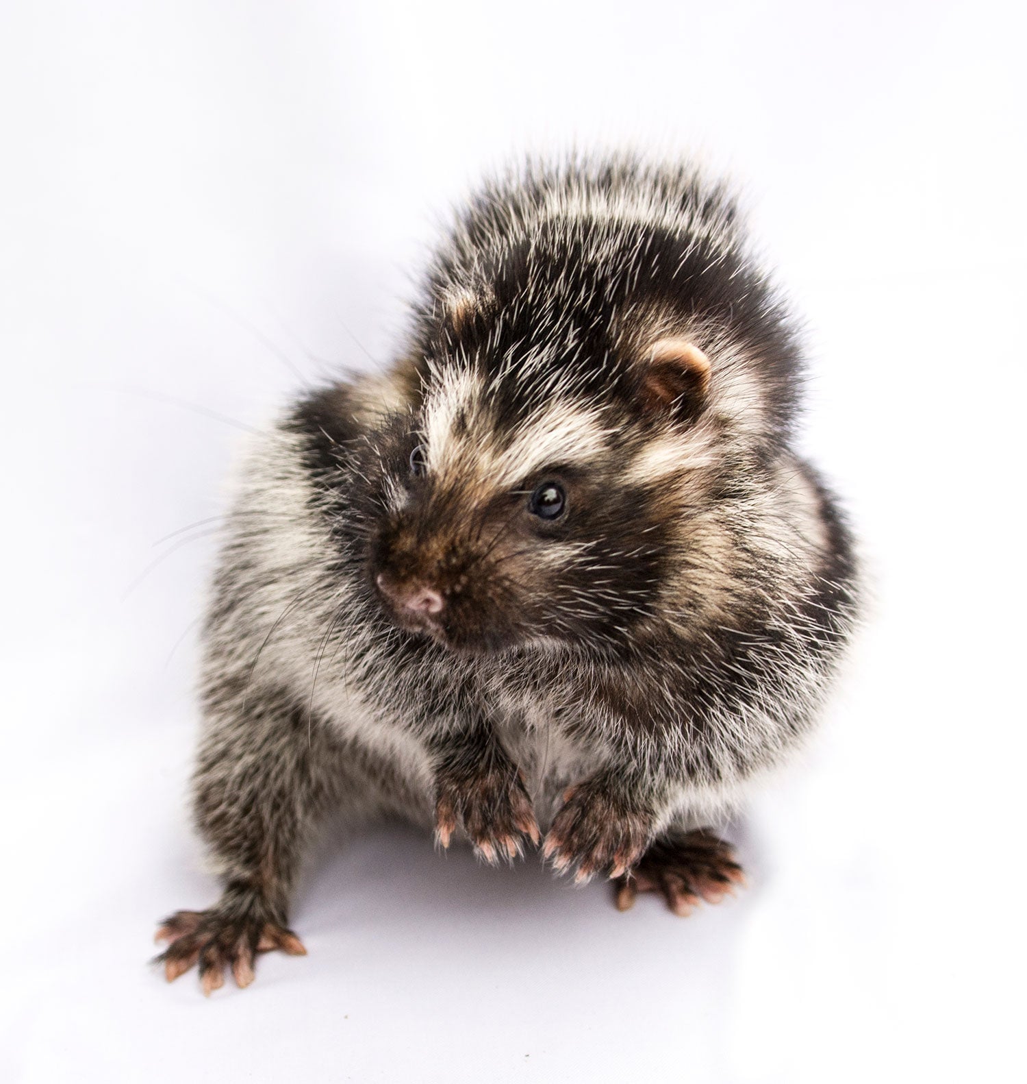 An African crested rat (omg look at those adorable little hands). 