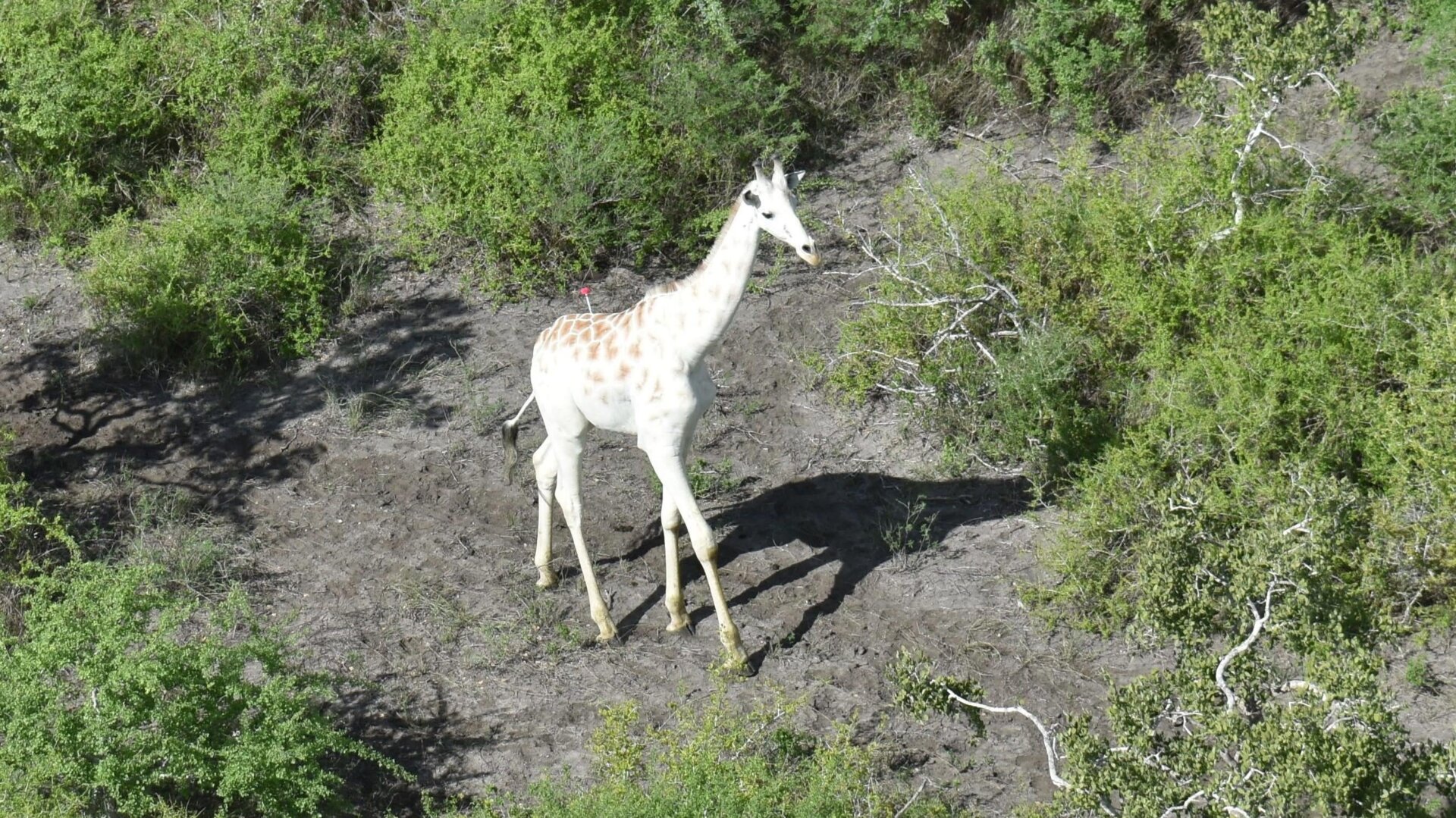 The only known white giraffe in the world.