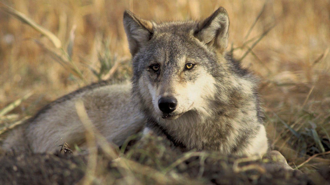 A gray wolf.