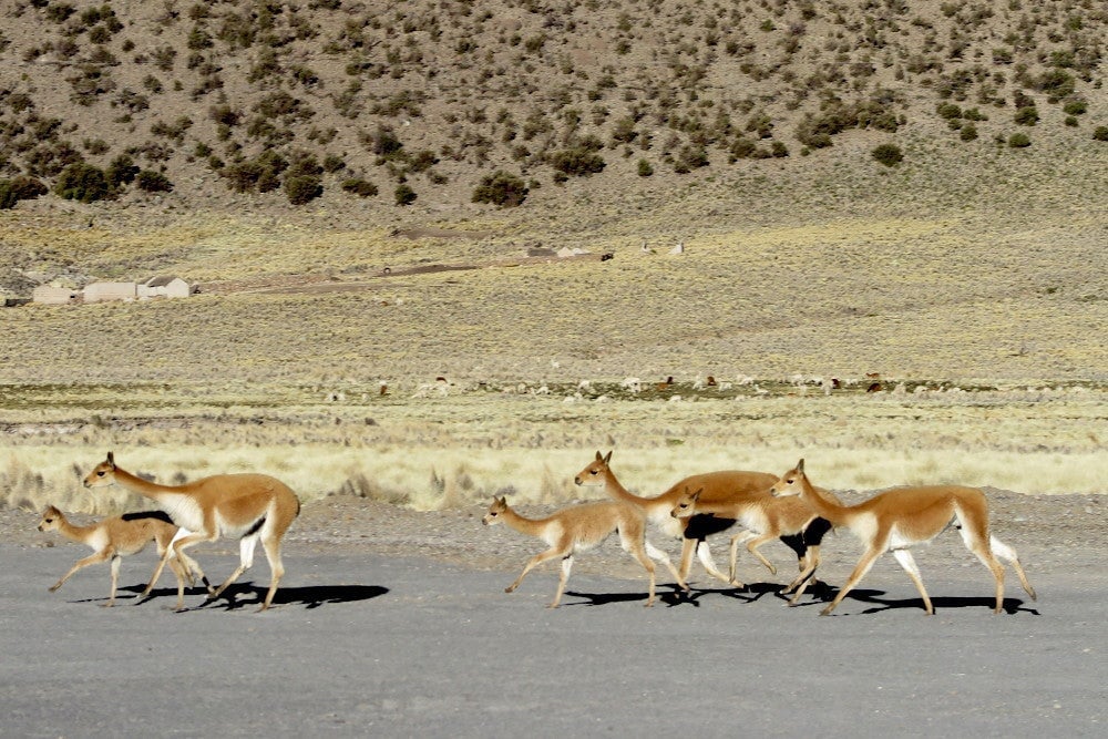 Vicuña in the Andes Mountains—a possible prey animal among people living in the region 9,000 years ago.