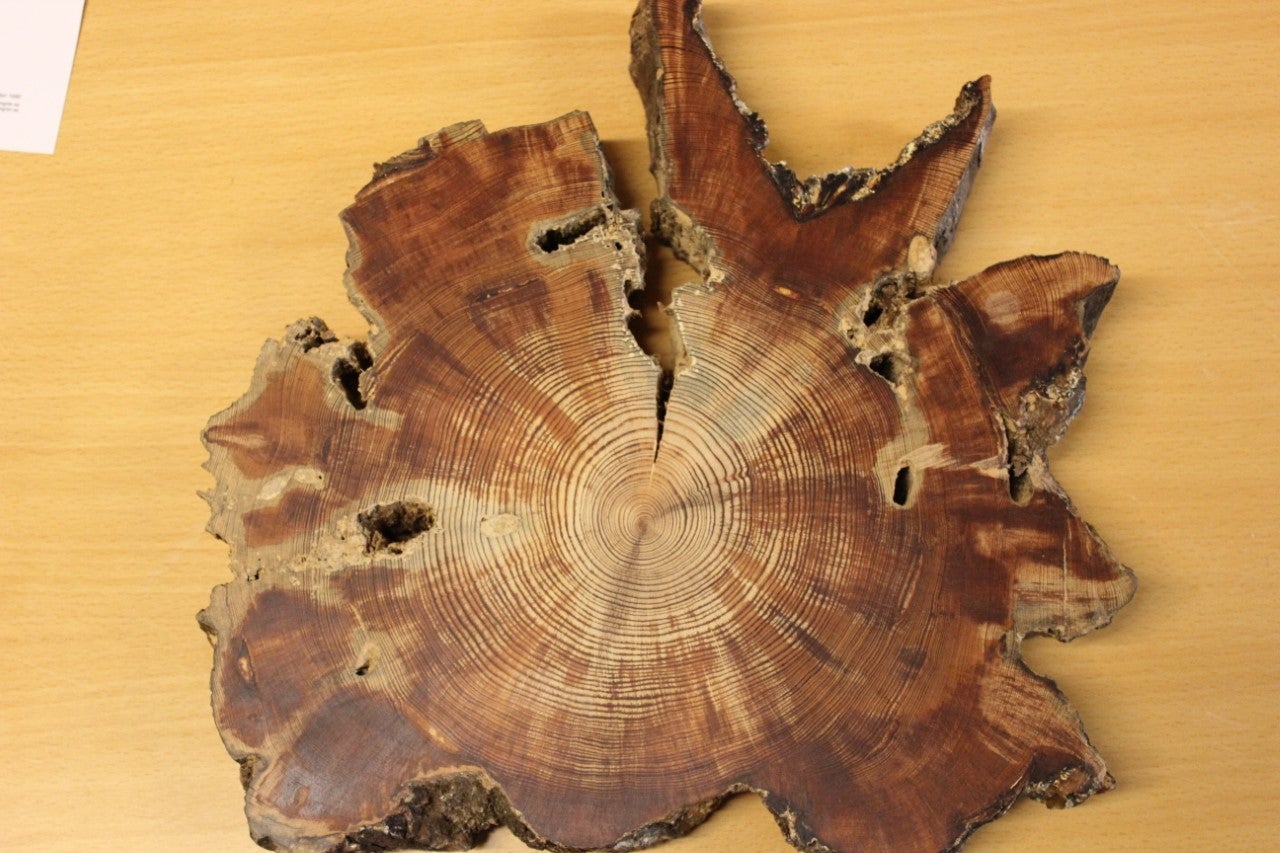 Like the words in a book: A cross-section of Scots pine, one of several tree species used in the study.