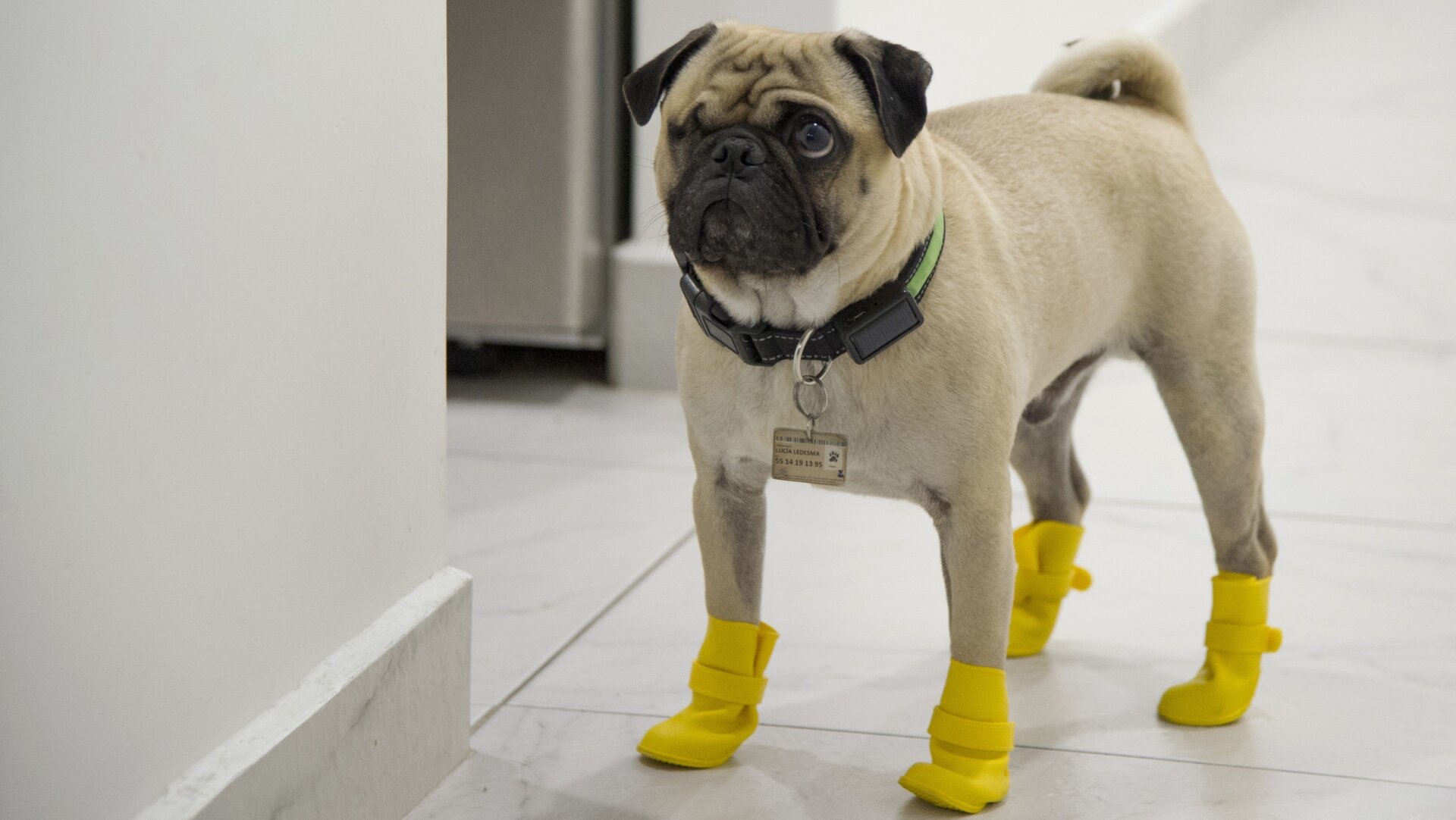 Harley, a three-year-old Pug, getting ready for his duties as a therapy dog at a hospital in Mexico this past May.