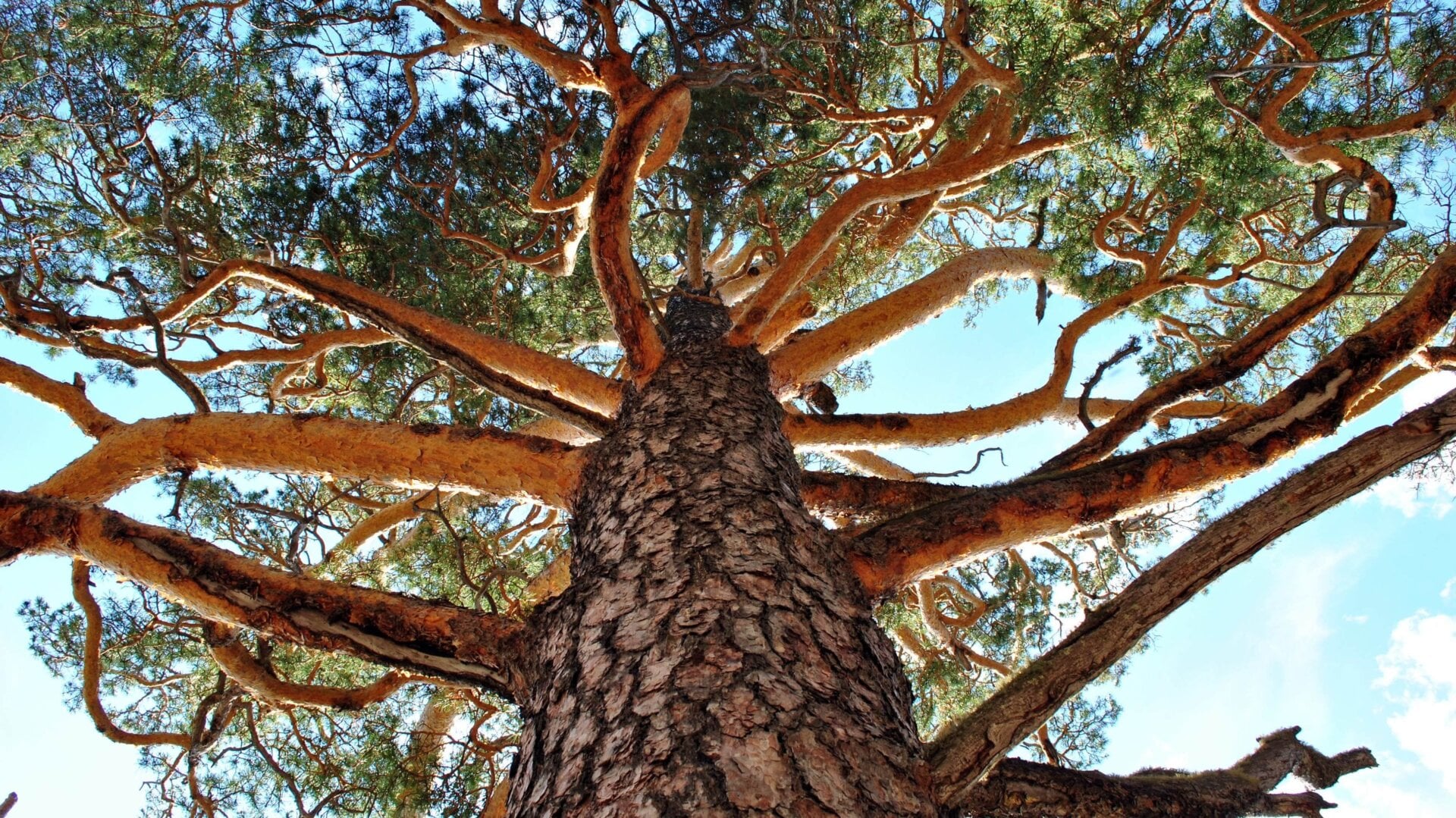 Tree-rings from the Siberian larch (pictured) and other species show that heatwaves and soil drying are accelerating in the Mongolian Plateau, according to new research.