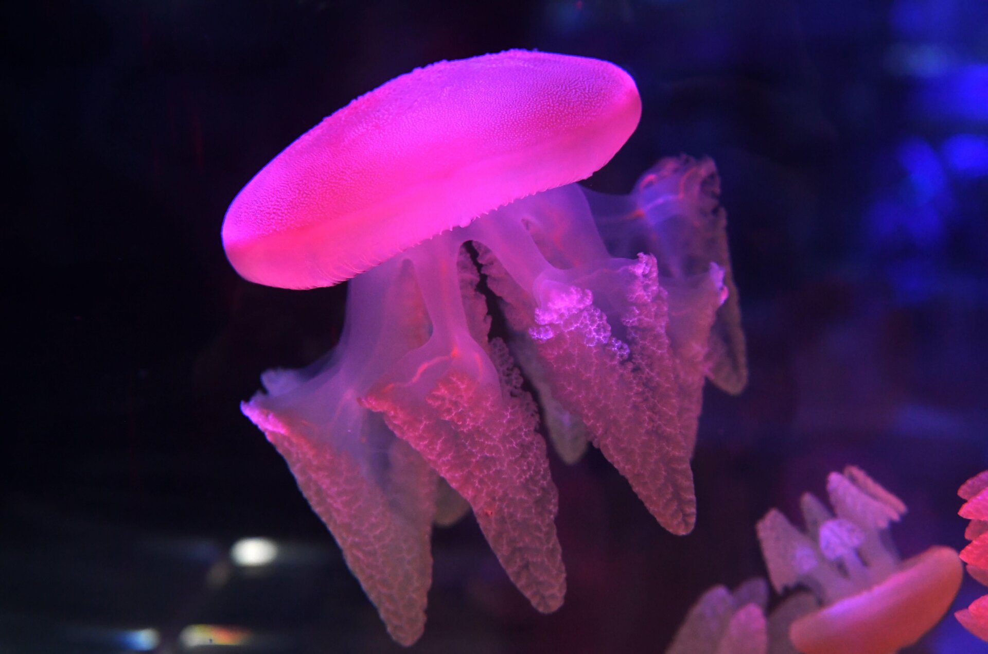 A beautiful blubber jellyfish swims in its display tank at Sea Life Melbourne Aqaurium in Melbourne on May 26, 2020.