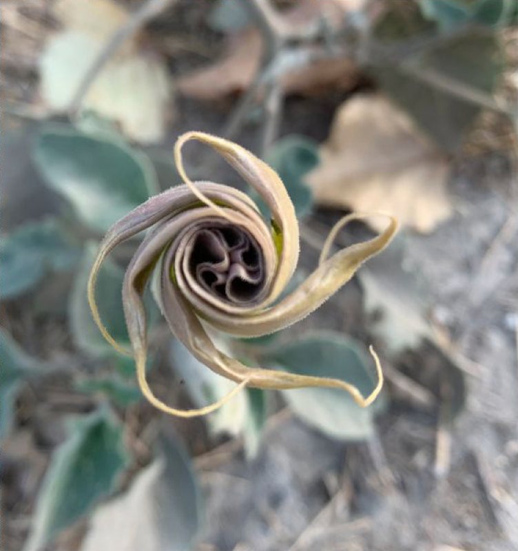 Flower of D. wrightii, as photographed near the cave site.