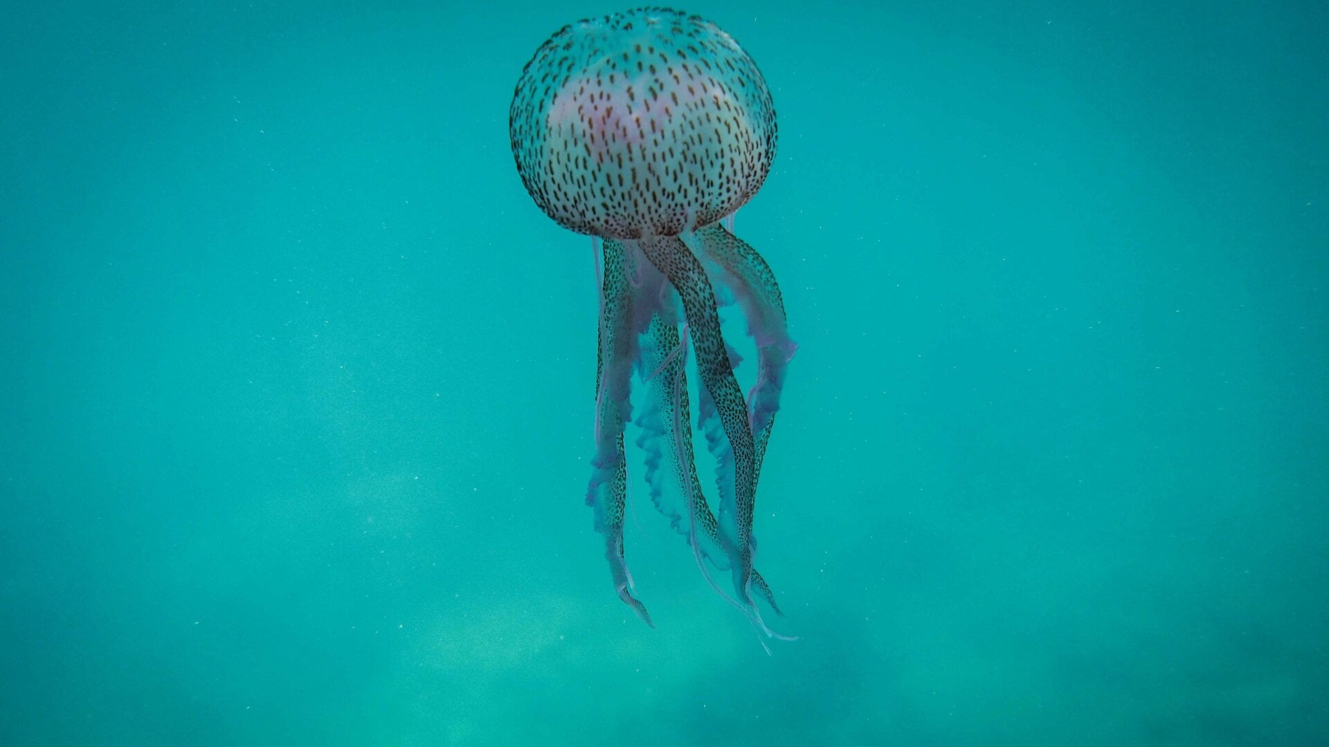 This underwater picture from off the coast Lebanon’s northern town of Qalamun on May 27, 2020 shows a Medusa luminosa, a species of jellyfish commonly known as the mauve stinger.