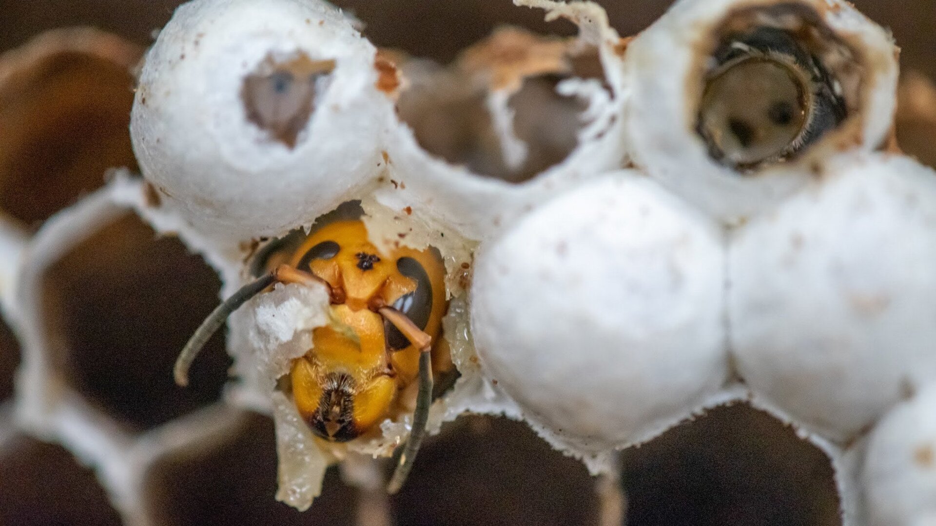 A mature Asian giant hornet getting ready to emerge from the cell where it developed as a larva.