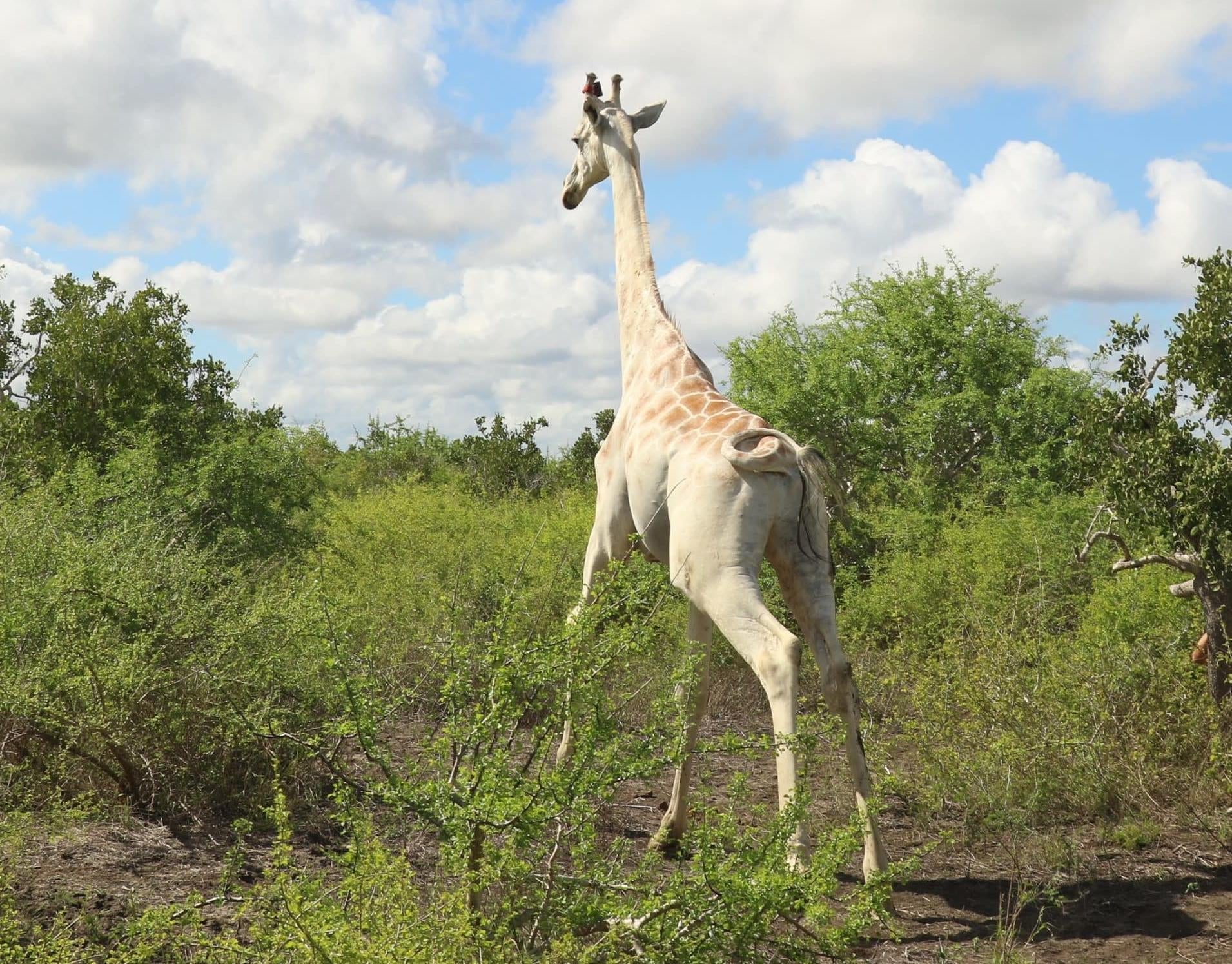 The white giraffe equipped with the satellite tracker. 