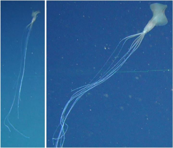 This is the third bigfin to be spotted during the survey. The image on the left provides a good sense of how far their filaments can extend. 