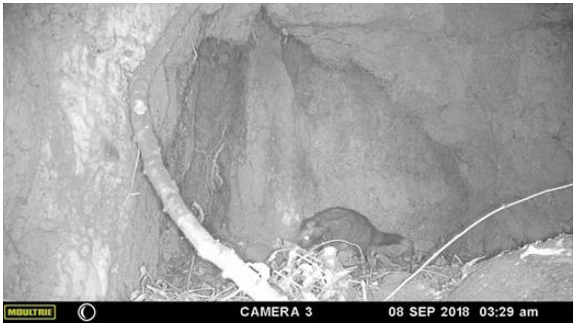 Camera trap image showing a lone crested rat.