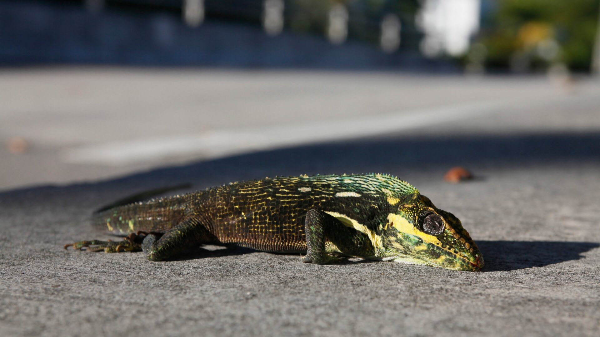 Shhh he’s sleeping.