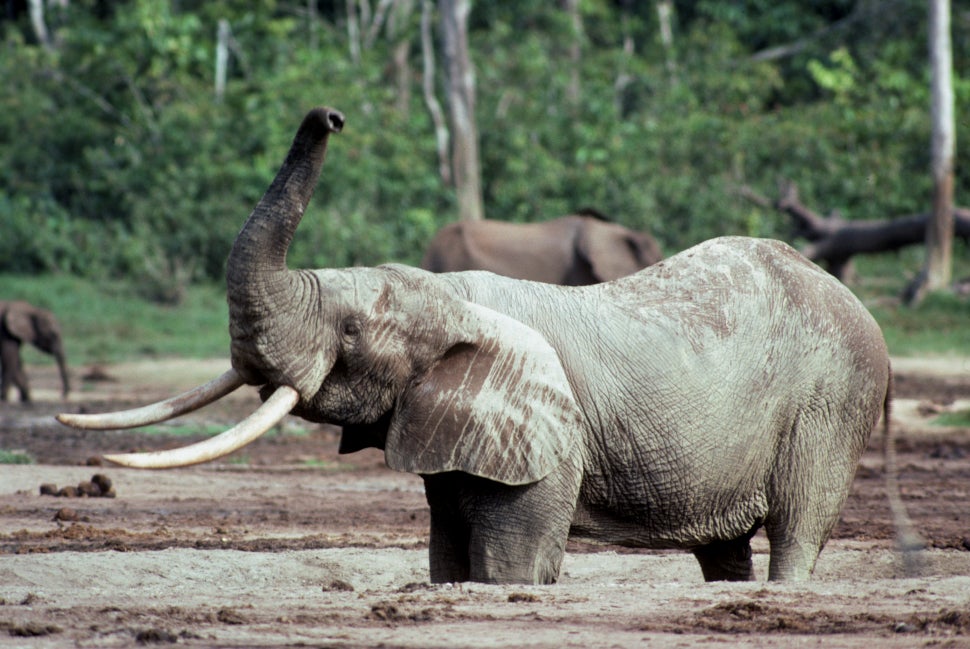 An African forest elephant. 
