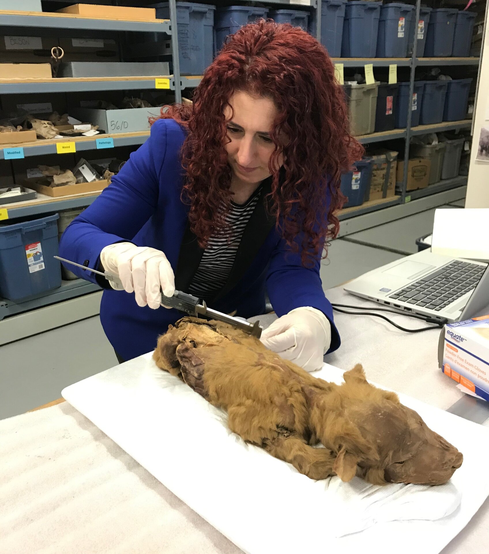 Julie Meachen, lead author of the new paper, with Zhùr. 