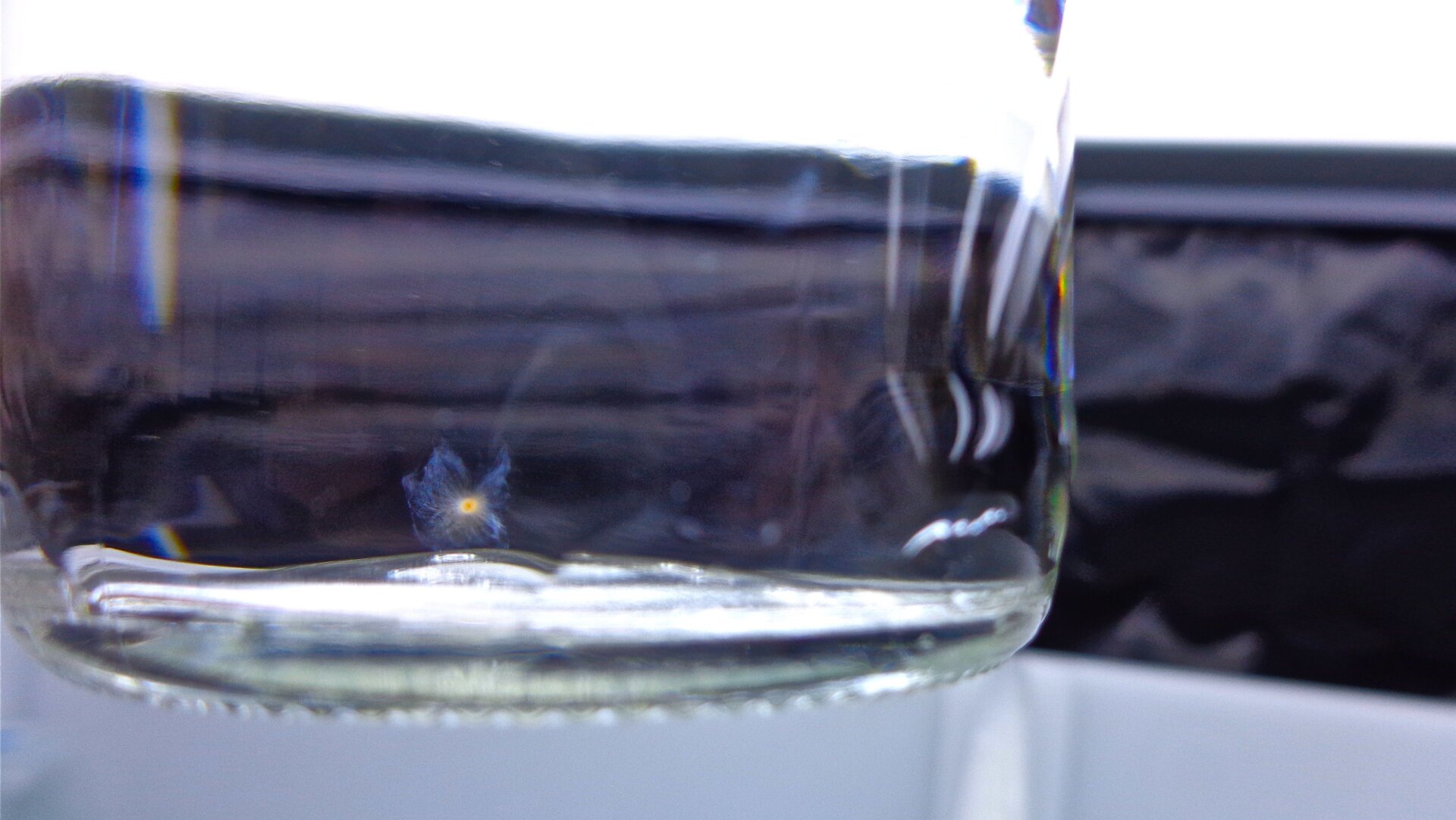 A live foraminifera, a single-celled protist that is probably the world’s tiniest geochemist.